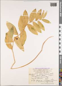 Polygonatum orientale Desf., Caucasus, Armenia (K5) (Armenia)