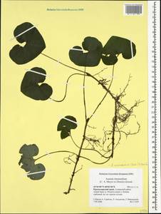 Asarum europaeum subsp. caucasicum (Duchartre) Soó, Caucasus, Krasnodar Krai & Adygea (K1a) (Russia)