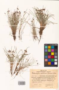 Fimbristylis dichotoma var. ochotensis (Meinsh.) T.Koyama, Siberia, Chukotka & Kamchatka (S7) (Russia)