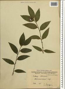 Danae racemosa (L.) Moench, Caucasus, Georgia (K4) (Georgia)
