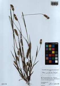 Setaria pumila (Poir.) Roem. & Schult., Siberia, Altai & Sayany Mountains (S2) (Russia)