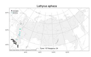 Lathyrus aphaca L., Atlas of the Russian Flora (FLORUS) (Russia)
