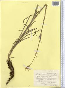 Tragopogon podolicus Besser ex DC., Middle Asia, Northern & Central Kazakhstan (M10) (Kazakhstan)