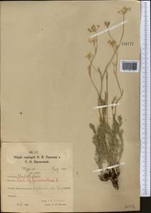 Hippomarathrum ledebourii (G.Don) J.H.Xue, Chepinoga & K.P.Ma, Middle Asia, Northern & Central Kazakhstan (M10) (Kazakhstan)
