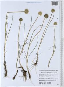 Allium leucocephalum Turcz. ex Ledeb., Siberia, Baikal & Transbaikal region (S4) (Russia)