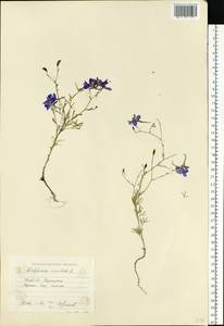 Delphinium consolida subsp. consolida, Eastern Europe, North Ukrainian region (E11) (Ukraine)
