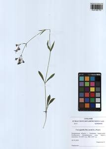 Silene flos-cuculi (L.) Greuter & Burdet, Siberia, Altai & Sayany Mountains (S2) (Russia)