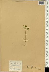 Hydrocotyle sibthorpioides Lam., South Asia, South Asia (Asia outside ex-Soviet states and Mongolia) (ASIA) (China)