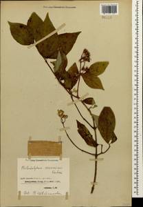 Philadelphus coronarius L., Caucasus, Georgia (K4) (Georgia)