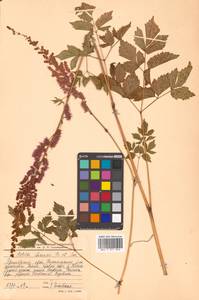 Astilbe rubra Hook. fil. & Thomson, Siberia, Russian Far East (S6) (Russia)