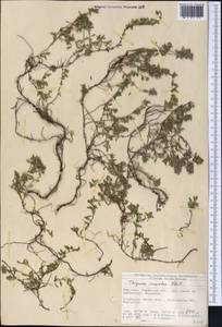 Thymus incertus Klokov, Middle Asia, Northern & Central Tian Shan (M4) (Kyrgyzstan)
