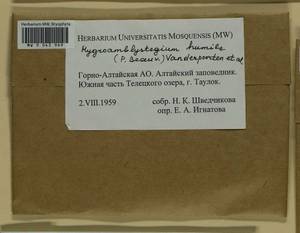 Hygroamblystegium humile (P. Beauv.) Vanderp., Hedenäs & Goffinet, Bryophytes, Bryophytes - Western Siberia (including Altai) (B15) (Russia)