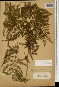 Pteridium aquilinum subsp. aquilinum, Caucasus, Abkhazia (K4a) (Abkhazia)