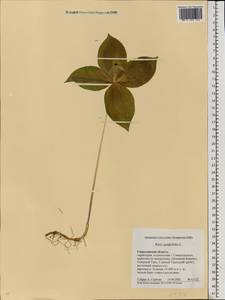 Paris quadrifolia L., Eastern Europe, Eastern region (E10) (Russia)