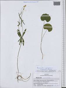 Ranunculus auricomus L., Eastern Europe, Middle Volga region (E8) (Russia)