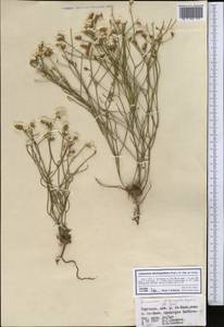 Limonium dichroanthum (Rupr.) Ikonn.-Gal. ex Lincz., Middle Asia, Northern & Central Tian Shan (M4) (Kyrgyzstan)