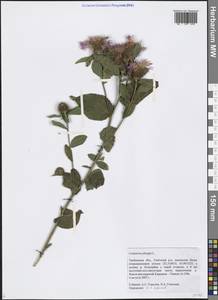 Centaurea phrygia L., Eastern Europe, Central forest-and-steppe region (E6) (Russia)