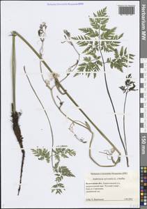 Anthriscus sylvestris (L.) Hoffm., Eastern Europe, Northern region (E1) (Russia)