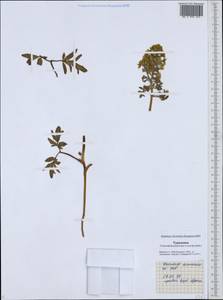 Leontice leontopetalum subsp. armeniaca (B. Boivin) Coode, Middle Asia, Karakum (M6) (Turkmenistan)