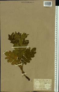 Agrimonia eupatoria L., Eastern Europe, North Ukrainian region (E11) (Ukraine)