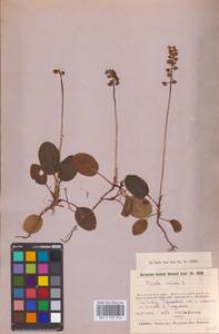 Pyrola minor L., Eastern Europe, Moscow region (E4a) (Russia)