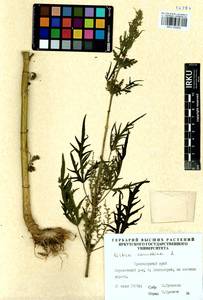 Urtica cannabina L., Siberia, Central Siberia (S3) (Russia)