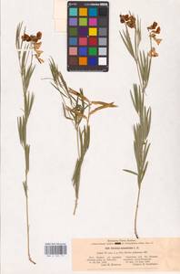 Lathyrus pallescens (M.Bieb.) K.Koch, Eastern Europe, Lower Volga region (E9) (Russia)