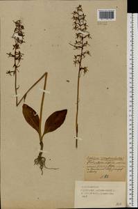 Platanthera bifolia (L.) Rich., Eastern Europe, Western region (E3) (Russia)
