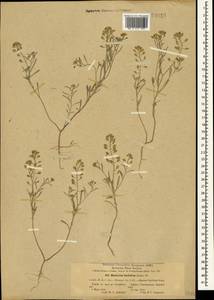 Meniocus linifolius (Stephan ex Willd.) DC., Crimea (KRYM) (Russia)