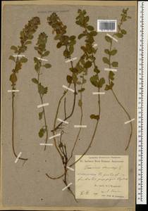 Teucrium chamaedrys L., Caucasus, Georgia (K4) (Georgia)