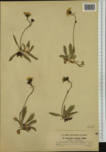 Pilosella sphaerocephala (Rchb.) F. W. Schultz & Sch. Bip., Western Europe (EUR) (Switzerland)