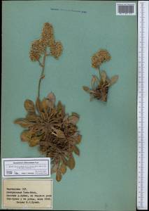 Goniolimon orthocladum Rupr., Middle Asia, Northern & Central Tian Shan (M4) (Kyrgyzstan)