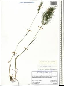 Poa bulbosa L., Caucasus, Stavropol Krai, Karachay-Cherkessia & Kabardino-Balkaria (K1b) (Russia)