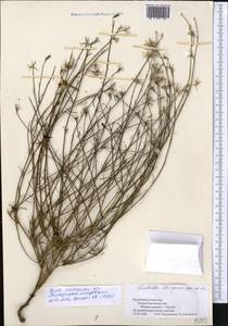 Chondrilla leiosperma Kar. & Kir., Middle Asia, Muyunkumy, Balkhash & Betpak-Dala (M9) (Kazakhstan)