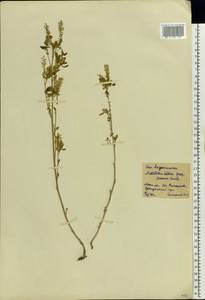 Melilotus albus Medik., Eastern Europe, Moscow region (E4a) (Russia)