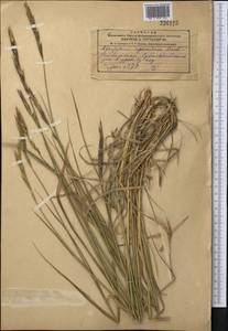 Elymus dentatus (Hook.f.) Tzvelev, Middle Asia, Dzungarian Alatau & Tarbagatai (M5) (Kazakhstan)