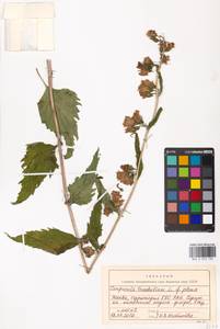 Campanula trachelium L., Eastern Europe, Moscow region (E4a) (Russia)