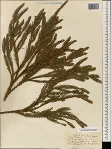 Cryptomeria japonica (Thunb. ex L. f.) D. Don, South Asia, South Asia (Asia outside ex-Soviet states and Mongolia) (ASIA) (China)