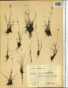 Juncus biglumis L., Siberia, Central Siberia (S3) (Russia)