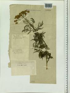 Tanacetum vulgare subsp. vulgare, Siberia, Western Siberia (S1) (Russia)