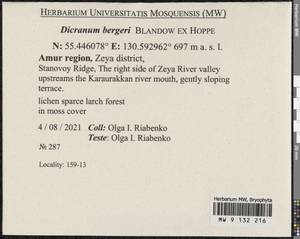 Dicranum undulatum Schrad. ex Brid., Bryophytes, Bryophytes - Russian Far East (excl. Chukotka & Kamchatka) (B20) (Russia)