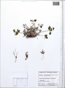 Potentilla ×prostrata Rottb., Siberia, Central Siberia (S3) (Russia)