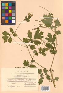 Chelidonium majus L., Siberia, Russian Far East (S6) (Russia)