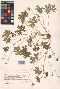 Geranium collinum Stephan ex Willd., Eastern Europe, Lower Volga region (E9) (Russia)