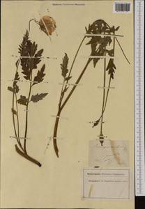 Papaver cambricum L., Western Europe (EUR) (France)