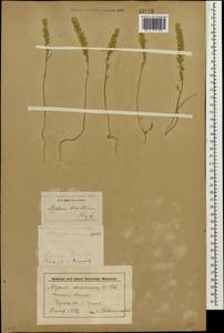 Alyssum turkestanicum Regel & Schmalh. ex Regel, Caucasus, Stavropol Krai, Karachay-Cherkessia & Kabardino-Balkaria (K1b) (Russia)