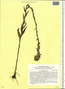 Campanula glomerata L., Eastern Europe, North Ukrainian region (E11) (Ukraine)