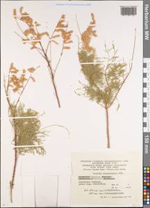 Tamarix ramosissima Ledeb., Middle Asia, Syr-Darian deserts & Kyzylkum (M7) (Uzbekistan)