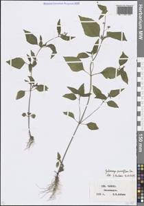 Galinsoga parviflora Cav., Caucasus, Stavropol Krai, Karachay-Cherkessia & Kabardino-Balkaria (K1b) (Russia)