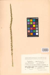 Triglochin maritima L., Eastern Europe, Lower Volga region (E9) (Russia)